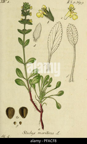 'Deutschlands Flora in Abbildungen nach der Natur' présente un récit illustré de la flore allemande, avec des représentations précises des espèces végétales indigènes, compilées par Jacob Sturm. L'ouvrage, publié au début du XIXe siècle, est une ressource clé pour les études botaniques et l'identification des plantes en Allemagne. Banque D'Images