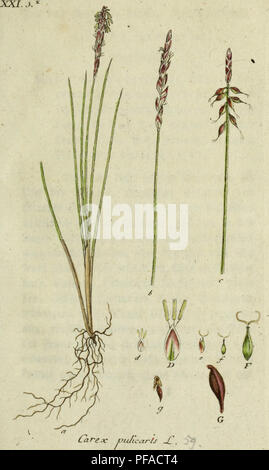 Cette œuvre de Jacob Sturm présente la flore allemande avec des illustrations basées sur la nature, mettant en valeur diverses espèces végétales originaires de la région. C'est une référence botanique importante pour la flore allemande. Banque D'Images