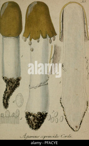 Ce travail botanique illustre et décrit les champignons d'Allemagne, fournissant des descriptions détaillées et des descriptions de diverses espèces de champignons trouvées dans la région, ainsi que leurs caractéristiques et rôles écologiques. Banque D'Images