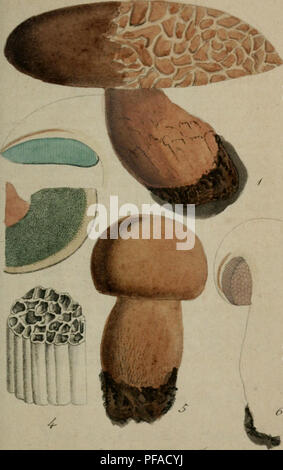 Ce travail botanique illustre et décrit les champignons d'Allemagne, fournissant des figures détaillées et des descriptions de diverses espèces. Il se concentre sur leur apparence, leurs habitudes de croissance et leur classification au sein du règne végétal. Banque D'Images