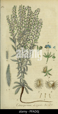 Cet ouvrage de Jacob Sturm, publié à Nuremberg, présente des illustrations botaniques détaillées de la flore allemande, fournissant une représentation visuelle de diverses espèces végétales. Les illustrations ont été créées sur la base de l'aspect naturel des plantes. Les travaux de Sturm, publiés entre 1771 et 1848, demeurent une ressource importante pour l'étude botanique. Banque D'Images