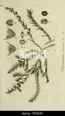 Ce travail botanique présente des illustrations détaillées de la flore allemande, fournissant une référence visuelle pour l'identification des espèces végétales indigènes. Il met en évidence la diversité de la vie végétale dans la région et sert de ressource importante pour les botanistes et les passionnés de nature. Banque D'Images