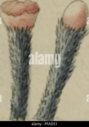 Ce travail illustre et décrit les champignons d'Allemagne, détaillant les espèces trouvées à travers le pays. Écrit par Jakob Sturm et illustré par August Karl Joseph Corda, il fournit à la fois des descriptions scientifiques et des représentations visuelles de diverses espèces fongiques du XIXe siècle. Banque D'Images