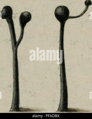 Ce travail botanique illustre et décrit les champignons d'Allemagne, offrant des représentations visuelles détaillées et des descriptions de diverses espèces trouvées dans la région. Banque D'Images