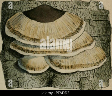 Ce travail botanique illustre et décrit les espèces de champignons d'Allemagne, fournissant des informations détaillées sur leur taxonomie et leurs rôles écologiques. Les images et les descriptions mettent en évidence les caractéristiques clés de chaque espèce. Banque D'Images