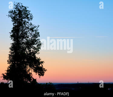 Sunset silhouette du grand bouleau qui domine la ville, belle rose et le fond de ciel bleu avec un avion trails Banque D'Images