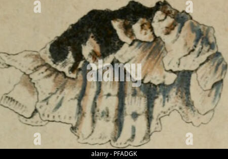 Ce travail botanique allemand illustre et décrit la flore allemande, en se concentrant spécifiquement sur les espèces de champignons. Les images fournissent des vues détaillées de divers champignons, y compris leur structure et leurs classifications. Banque D'Images