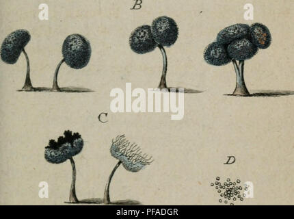 Cet ouvrage de référence botanique illustre et décrit les champignons d’Allemagne, offrant un regard détaillé sur différentes espèces de champignons et leurs caractéristiques. Les images, basées sur des illustrations botaniques précises, donnent un aperçu de la vie fongique diversifiée de la région. Banque D'Images