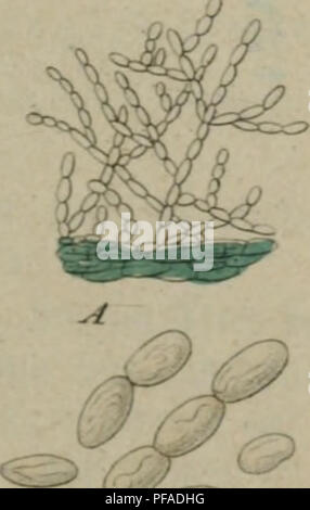 Ce travail de Jakob Sturm et de ses collaborateurs illustre et décrit la flore allemande, en se concentrant plus particulièrement sur les champignons. Il fournit des références visuelles et des descriptions détaillées de diverses espèces de champignons trouvées en Allemagne, contribuant à l'étude des champignons européens. Banque D'Images