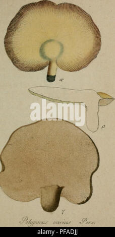 Ce travail botanique illustre et décrit les espèces de champignons trouvées en Allemagne, en se concentrant sur l'identification et la classification de divers champignons et autres champignons. Il sert de guide pour comprendre la biodiversité et les rôles écologiques des champignons dans la flore allemande. Banque D'Images