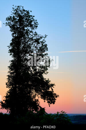 Sunset silhouette du grand bouleau qui domine la ville, belle rose et le fond de ciel bleu avec un avion trails Banque D'Images