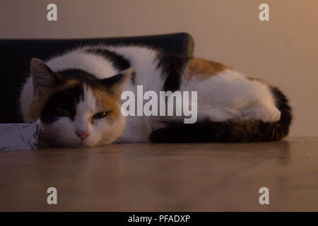 Sommeil de chat sur la table Banque D'Images