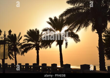 Palmiers silhouetté contre contre un ciel crépuscule pendant le coucher du soleil dans la ville de Dammam Banque D'Images