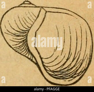 . Deutsche excursions-mollusken-faune. Les mollusques. . Veuillez noter que ces images sont extraites de la page numérisée des images qui peuvent avoir été retouchées numériquement pour plus de lisibilité - coloration et l'aspect de ces illustrations ne peut pas parfaitement ressembler à l'œuvre originale.. S. Clessin, Nürnberg, Bauer &AMP ; Raspe Banque D'Images