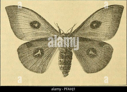 . Deutsche entomologische National-Bibliothek : [Rundschau im Gebiete der Insektenkunde mit besonderer Berücksichtigung der Literatur]. Les insectes ; l'entomologie. Fig. 3 : Oberseite des Weibchens.. Fig. 4 : Unterseite des Weibchens.. Veuillez noter que ces images sont extraites de la page numérisée des images qui peuvent avoir été retouchées numériquement pour plus de lisibilité - coloration et l'aspect de ces illustrations ne peut pas parfaitement ressembler à l'œuvre originale.. Schaufuss, Camille ; Schenkling, Sigmund, 1865- ; Deutsches Entomologisches National-Museum (Allemagne). Berlin : Deutsches Entomologischen National-Museum Banque D'Images