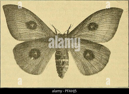 . Deutsche entomologische National-Bibliothek : [Rundschau im Gebiete der Insektenkunde mit besonderer Berücksichtigung der Literatur]. Les insectes ; l'entomologie. Fig. 2 : Unterseite des Männchens.. Fig. 3 : Oberseite des Weibchens.. Veuillez noter que ces images sont extraites de la page numérisée des images qui peuvent avoir été retouchées numériquement pour plus de lisibilité - coloration et l'aspect de ces illustrations ne peut pas parfaitement ressembler à l'œuvre originale.. Schaufuss, Camille ; Schenkling, Sigmund, 1865- ; Deutsches Entomologisches National-Museum (Allemagne). Berlin : Deutsches Entomologischen National-Museum Banque D'Images