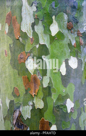 Tronc d'arbre multicolore, Close up Banque D'Images