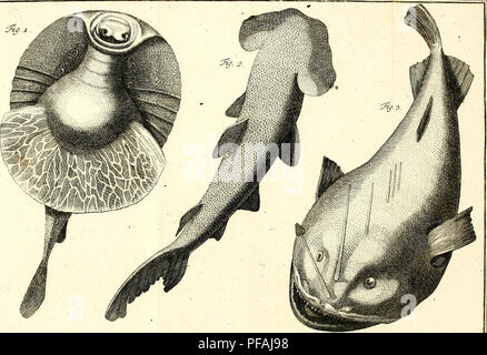 . Des Ritters Carl von Linné. Les animaux. . Veuillez noter que ces images sont extraites de la page numérisée des images qui peuvent avoir été retouchées numériquement pour plus de lisibilité - coloration et l'aspect de ces illustrations ne peut pas parfaitement ressembler à l'œuvre originale.. Linné, Carl von, 1707-1778. cn ; Müller, Philipp Ludwig Statius, 1725-1776. Nürnberg : Bey G. N. Raspe Banque D'Images