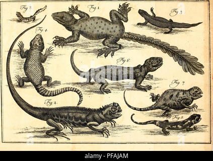 . Des Ritters Carl von Linné. Les animaux. Tabu.. Veuillez noter que ces images sont extraites de la page numérisée des images qui peuvent avoir été retouchées numériquement pour plus de lisibilité - coloration et l'aspect de ces illustrations ne peut pas parfaitement ressembler à l'œuvre originale.. Linné, Carl von, 1707-1778. cn ; Müller, Philipp Ludwig Statius, 1725-1776. Nürnberg : Bey G. N. Raspe Banque D'Images