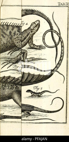 . Des Ritters Carl von Linné. Les animaux. . Veuillez noter que ces images sont extraites de la page numérisée des images qui peuvent avoir été retouchées numériquement pour plus de lisibilité - coloration et l'aspect de ces illustrations ne peut pas parfaitement ressembler à l'œuvre originale.. Linné, Carl von, 1707-1778. cn ; Müller, Philipp Ludwig Statius, 1725-1776. Nürnberg : Bey G. N. Raspe Banque D'Images
