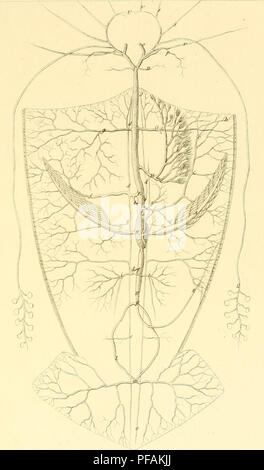 Cet ouvrage de Stefano delle Chiaje documente la faune invertébrée observée en Sicile entre 1822 et 1830, avec des illustrations détaillées de diverses espèces. L'étude se concentre sur l'anatomie et la classification de ces créatures, y compris la systématique et les caractéristiques d'identification clés. Il contribue aux premiers enregistrements d'histoire naturelle de la biodiversité de la région. Banque D'Images
