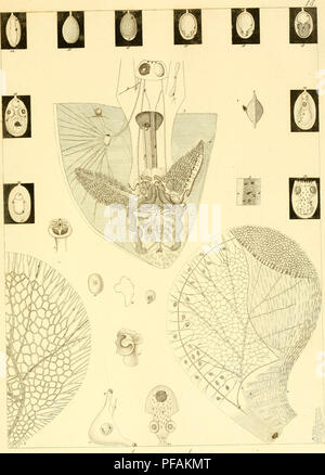 Ce travail de Stefano delle Chiaje documente les animaux invertébrés de basse Sicile, observés vivants entre 1822 et 1830. Il fournit des descriptions anatomiques détaillées et des illustrations de diverses espèces trouvées dans la région à cette époque, contribuant à la compréhension de la faune méditerranéenne. Banque D'Images