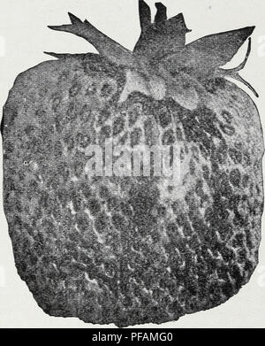 . Fraisier descriptif catalogue de millions de meilleure qualité perdue : fraisiers cultivés à Perdue's fraisier fermes. Pépinières (Horticulture) ; catalogues Showell Maryland Maryland Showell pépinière ; Catalogues de variétés de fraises Maryland Showell Catalogues. C. S. Perdue's Strawberry Plant Farm. LUPTON (fin) d'une fantaisie variété tardive qui fait le mieux sur un bon sol riche, mais produira bien sur presque tout le sol qui est adapté à d'autres variétés de fraises. Mak^s plus les plantes que les Ches populaires- apeake variété. Ils sont un bon voyage berry, grande taille, bonne qualité, br Banque D'Images
