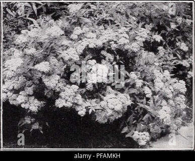 . Liste de prix descriptif. Horticulture pépinières de conifères ; Catalogues Catalogues ; des arbres fruitiers ; Catalogues Catalogues arbustes ; les catalogues. Spirea Thunbergi. S. Froebeli. Un arbuste à croissance très libre produire grande télévision chefs de rosy fleurs roses au printemps. Feuillage vert foncé teinté de rouge. 2 à 3 pieds de hauteur. Chaque 10 100 12 à 18 $ en U.40 3,00 $ 20,00 $ 18 à 24 en 50 4,00 30,00 2 à 3 ft 60 5,00 40,00 S. opulifolia physocarpe à feuilles d'Or J'aurea). Une belle variété avec un feuillage teinté jaune doré qui se transforme en bronze à l'automne, et double fleurs blanches en juin. 8 à 10 pieds. Ea Banque D'Images