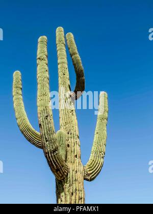 Un Saguaro dans les montagnes de la superstition en Arizona, États-Unis Banque D'Images