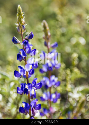 Lupins mauve dans un champ dans le désert au sud-ouest, Arizona Banque D'Images