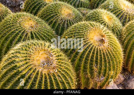 Groupe de Barrel Cactus dans le désert de l'Arizona Banque D'Images