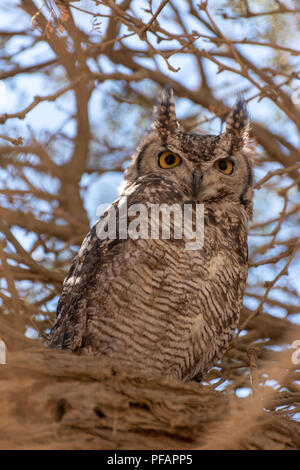 Portrait d'un Africain Scops-Owl assis dans l'ombre d'un arbre éveillé avec les deux yeux ouverts et les oreilles pointant vers le haut, en Namibie Banque D'Images