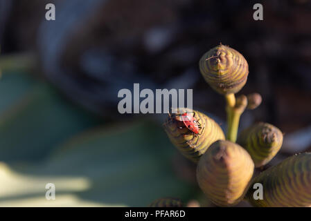 Un beau petit rouge bug sur une plante welwitschia fleur, le contraste des couleurs rouge et verte, la Namibie Banque D'Images