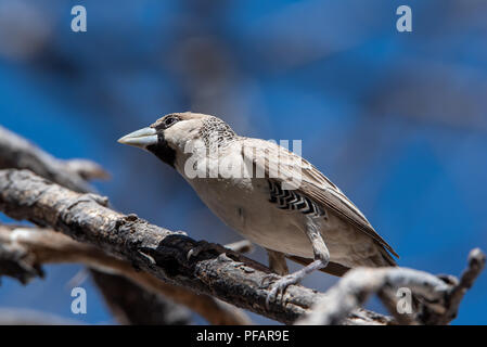 Photographie d'angle faible sociable weaver gris entre les branches en face de ciel bleu, Etosha National Park, Namibie Banque D'Images