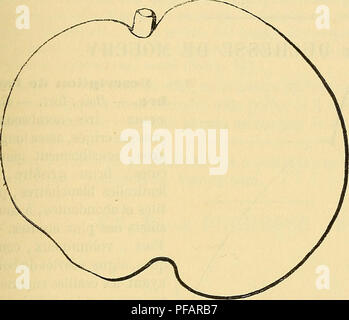 . Dictionnaire de mairie (Kiel) : contenant l'histoire, la description, la figure des fruits anciens et des fruits modernes les plus gÃ©nÃ©ralement connus et cultivÃ©s. Les fruits. [DUC duchesse mar] 111. recouverte en partie de crochets et de marbrures fauves, surtout aux extrÃ©mitÃ©s du fruit. - Présidence : blanche, demi-fine, fondante, juteuse, compacte, lÃ©gÃ¨¨auprÃ turation granuleuse s des loges. - Eau : trà s-¨¨abondante et trà s-sucrÃ©e, aigrelette et douÃ©e d'un dÃ©licieux parfum faiblement anisÃ©. MaturitÃ©. Â Commentaire- Poire Duchesse de Mars. ¨ me DeuxiÃ â cÃ©ment. Type de novembre , mais se prolongeant ju Banque D'Images
