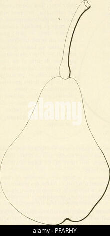 . Dictionnaire de mairie (Kiel), contenant l'histoire, la description, la figure des fruits anciens et des fruits modernes les plus G©N©ralement connus et cultivÂ©s. La culture de fruits. 328 BEU [beurrÃ© bru] Ã fortes et abondantes lenticelles^ Ã coussinets presque nuls. Â- ment excessif : Yeux petits, larges à la base, aplatis au sommet, collÃ©s Ã®tement contre l'Ã©corce. Â Feuilles : assez grandes, Ã©paisses, cotonneuses, ovales-arrondies, sou- vent canaliculÃ©es, ayant les bords presqu'unis et le pÃ©tiole et trà cour¨s-nourri. Poire BeurrÃ© de Bruxelles. FertilitÃ©. La culture. - Satisfaisante. Banque D'Images