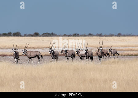 Un merveilleux beau troupeau de gemsbok (Oryx) debout sur les antilopes sel blanc jaune entre pan de l'herbe sèche terre avec ciel bleu, Etosha National Park, N Banque D'Images