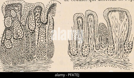 Ce dictionnaire en français sur la physiologie couvre divers aspects des processus physiologiques humains et animaux, y compris des illustrations détaillées des systèmes d'organes et de leurs fonctions. Il offre un guide complet pour l'étude des fonctions corporelles et de leurs mécanismes. Banque D'Images