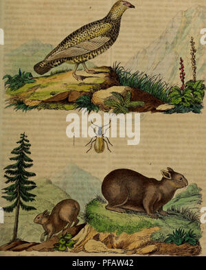 Ce dictionnaire d'histoire naturelle en français explore les phénomènes naturels et les différentes espèces, fournissant des illustrations et des descriptions détaillées de la vie animale et végétale dans différents environnements. Banque D'Images