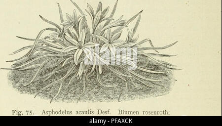 . Deutsche Garten-Zeitung. Le jardinage. 320 Asphodelus acaulis. [Deutsche Garten-Zeitung hoch zu halten, * ich mir die erlaubte Angelegenheit zu besprechen. L. Groth, Vorsteher des Gartenbau-Vereins à Eisenhüttenstadt. Asphodelus acaulis Desf. (Mit figure.) Von Carl Sprenger, dans Firma Dammann &AMP ; Co., San Giovanni a Teduccio bei Neapel. Jn Drüben Algerien in der Provinz Oran, nach Westen hart an der Grenze, marok- kanischen Djiebel zunächst von Santo, wächst der oder besser kurzstengelige stengellose Affodil. Es darf nicht auffallen, dass dieser schöne, wo die schönste aller Asphodelus si lange völ Banque D'Images
