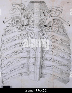 . Deutsches Archiv für die Physiologie. F,a3. // M 1 /r r rr r//^ t //^^..vA.m'-/T-Ä'.. I. Veuillez noter que ces images sont extraites de la page numérisée des images qui peuvent avoir été retouchées numériquement pour plus de lisibilité - coloration et l'aspect de ces illustrations ne peut pas parfaitement ressembler à l'œuvre originale.. Halle Banque D'Images