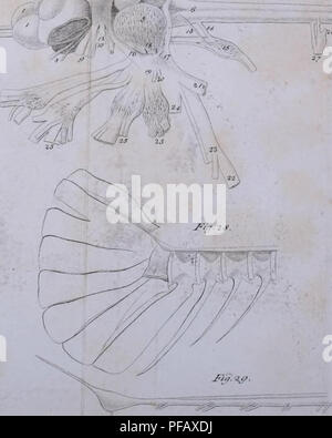 Ce volume du *Deutsches Archiv für die physiologie* comprend des études en physiologie, couvrant des sujets tels que la fonction nerveuse, la physiologie musculaire et les dernières découvertes de la recherche en physiologie allemande. Banque D'Images