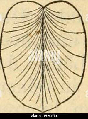 . Deutsche excursions-mollusken-faune. Les mollusques. . Veuillez noter que ces images sont extraites de la page numérisée des images qui peuvent avoir été retouchées numériquement pour plus de lisibilité - coloration et l'aspect de ces illustrations ne peut pas parfaitement ressembler à l'œuvre originale.. S. Clessin, Nürnberg, Bauer &AMP ; Raspe Banque D'Images