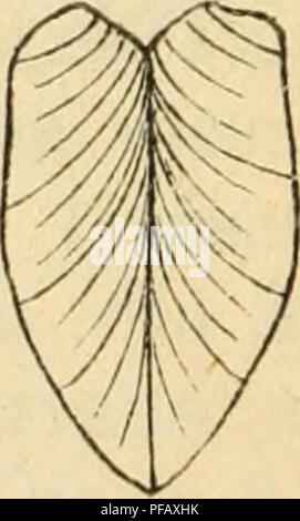 . Deutsche excursions-mollusken-faune. Les mollusques. . Veuillez noter que ces images sont extraites de la page numérisée des images qui peuvent avoir été retouchées numériquement pour plus de lisibilité - coloration et l'aspect de ces illustrations ne peut pas parfaitement ressembler à l'œuvre originale.. S. Clessin, Nürnberg, Bauer &AMP ; Raspe Banque D'Images