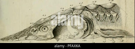 Cette revue allemande de physiologie, 'Deutsches Archiv für die physiologie', publie des recherches sur divers processus physiologiques, contribuant ainsi à des progrès dans la compréhension de la biologie humaine et animale. Banque D'Images