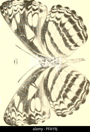 . Deutsche entomologische Zeitschrift Iris. Lépidoptères. . Veuillez noter que ces images sont extraites de la page numérisée des images qui peuvent avoir été retouchées numériquement pour plus de lisibilité - coloration et l'aspect de ces illustrations ne peut pas parfaitement ressembler à l'œuvre originale.. Entomologischer Verein "Iris" zu Dresden. Berlin : R. Friedländer Banque D'Images