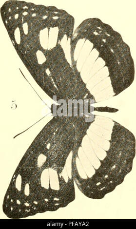 . Deutsche entomologische Zeitschrift Iris. Lépidoptères. . Veuillez noter que ces images sont extraites de la page numérisée des images qui peuvent avoir été retouchées numériquement pour plus de lisibilité - coloration et l'aspect de ces illustrations ne peut pas parfaitement ressembler à l'œuvre originale.. Entomologischer Verein "Iris" zu Dresden. Berlin : R. Friedländer Banque D'Images