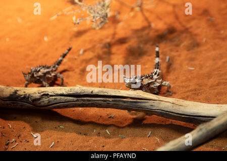 L'Australie, Territoire du Nord, Alice Springs. Du lézard épineux du désert dans l'habitat (Moloch horridus) aka mountain devil lizard, épineuse, ou le moloch Banque D'Images