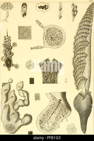 Ce travail, écrit par Stefano delle Chiaje, détaille les animaux invertébrés observés vivants dans le sud de la Sicile de 1822 à 1830. Il fournit des descriptions anatomiques et des illustrations de diverses espèces trouvées dans la région au cours de cette période, contribuant ainsi aux premières recherches sur les invertébrés. Banque D'Images