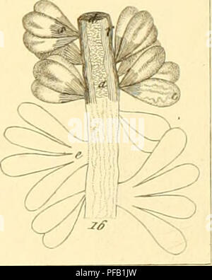 Ce travail fournit des descriptions anatomiques des espèces d'invertébrés observées en Sicile entre 1822 et 1830. Il comprend des observations détaillées des animaux vivants et de leurs caractéristiques biologiques. Banque D'Images